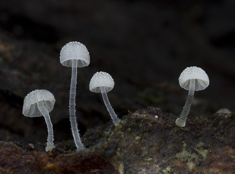 Mycena tenerrima